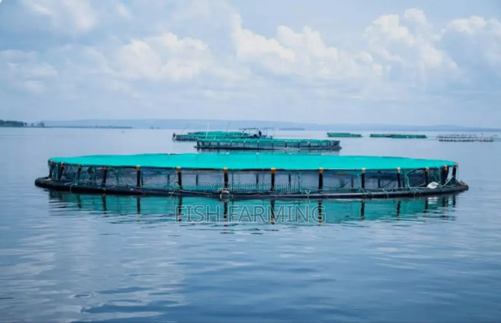 Quality Fish Farming