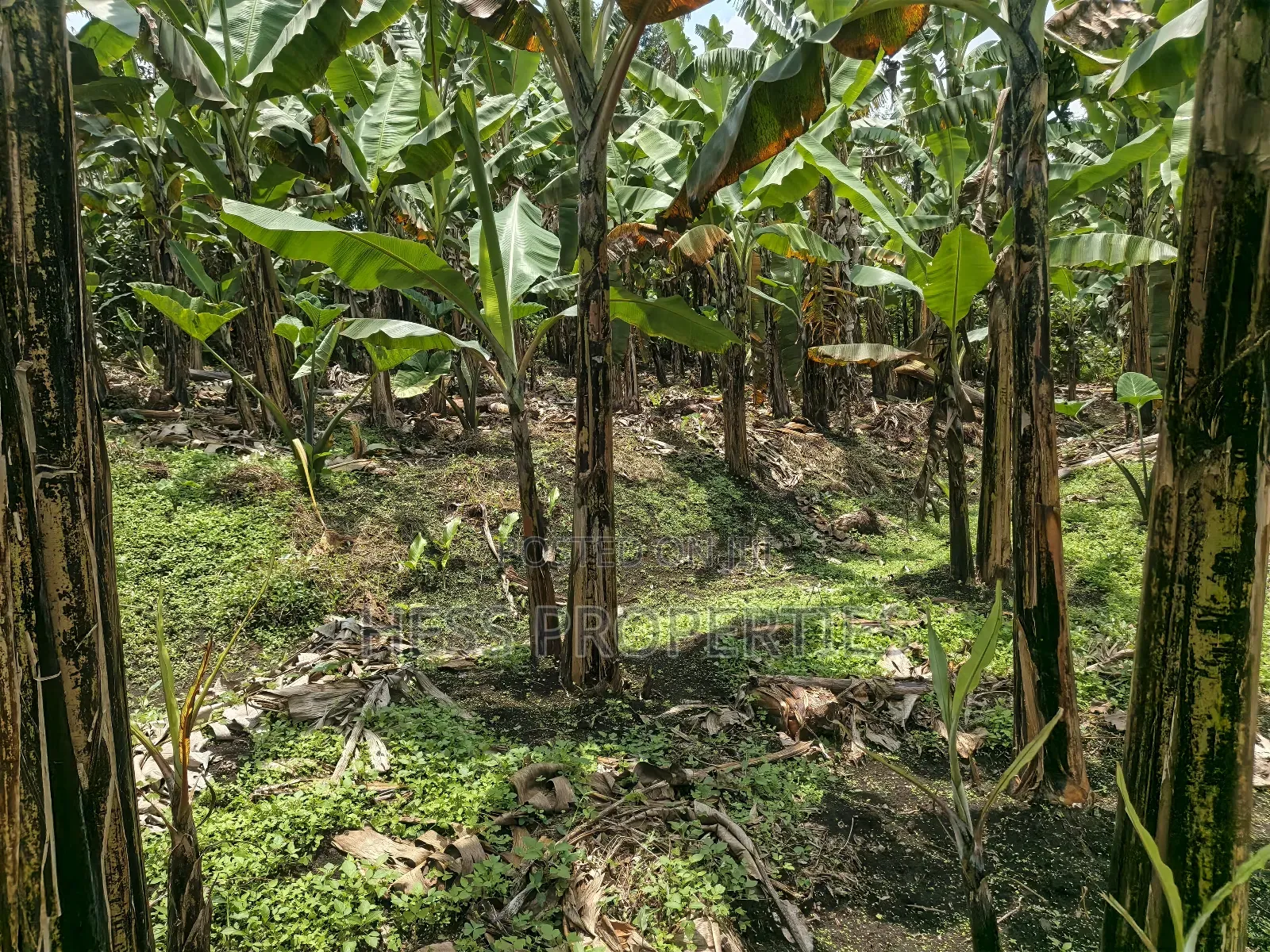 Commercial Plot in Kagote Fortportal City