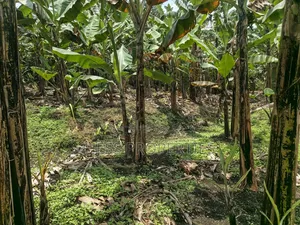 Commercial Plot in Kagote Fortportal City