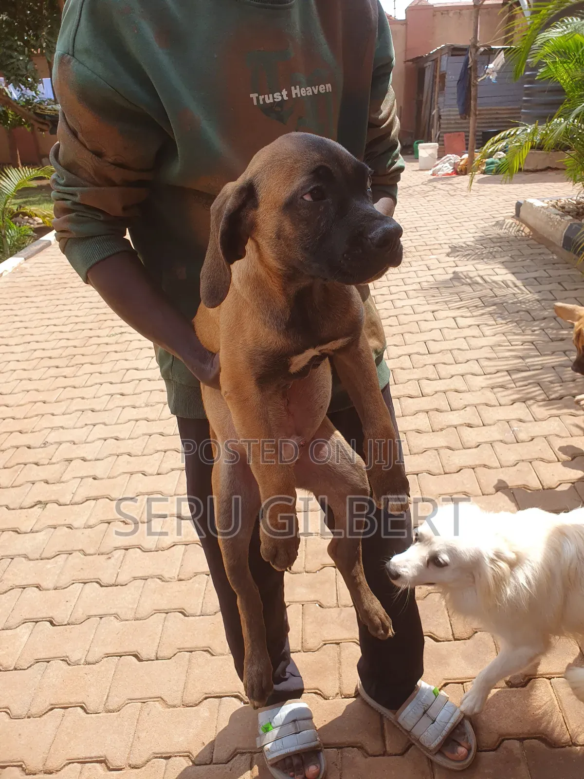 1-3 months Male Purebred Boerboel