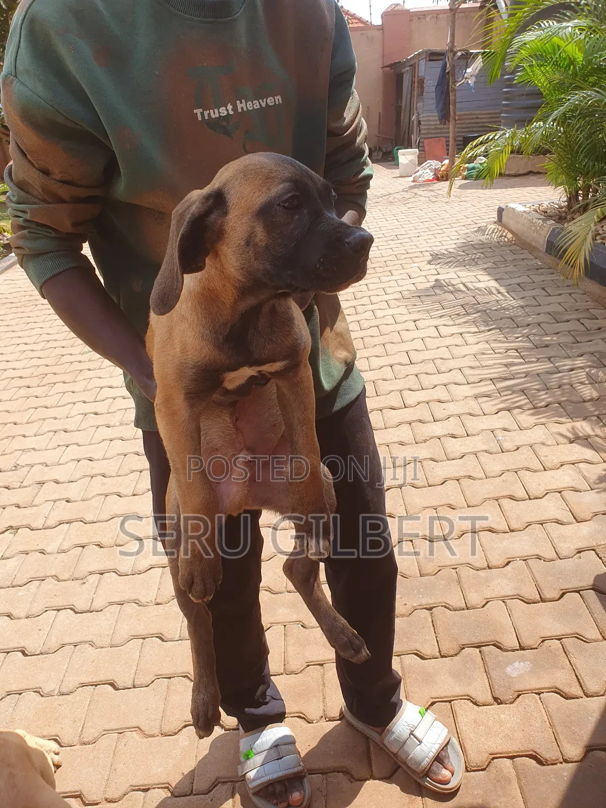 1-3 months Male Purebred Boerboel