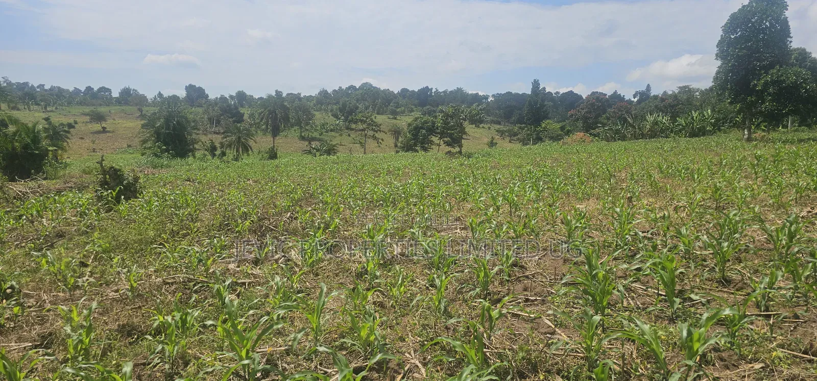 20 Acres on Flash Sale at Kanyanda -Semuto Road