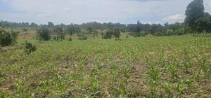 20 Acres on Flash Sale at Kanyanda -Semuto Road