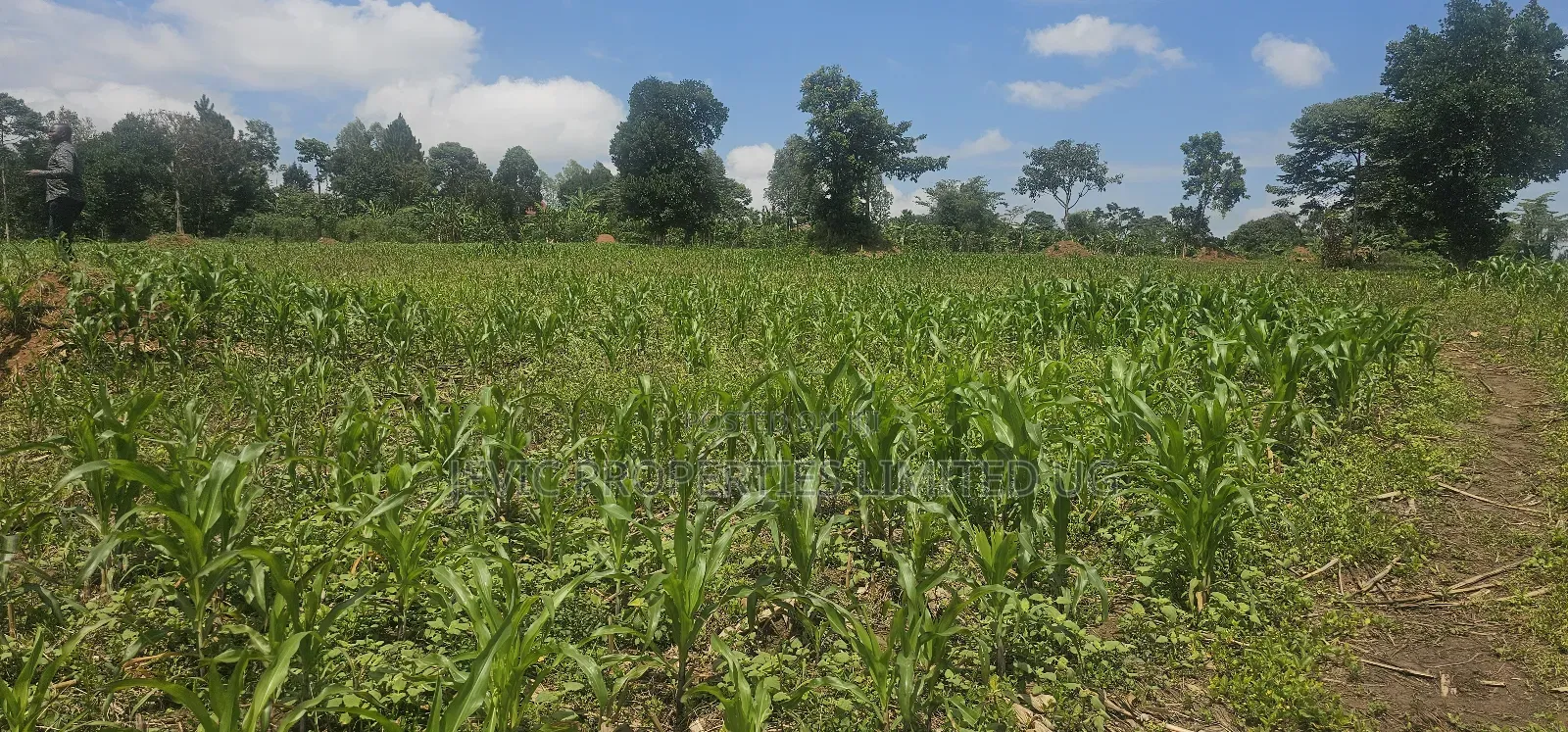 20 Acres on Flash Sale at Kanyanda -Semuto Road