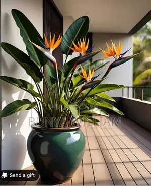 Bird of Paradise