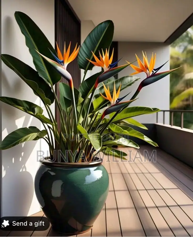 Bird of Paradise
