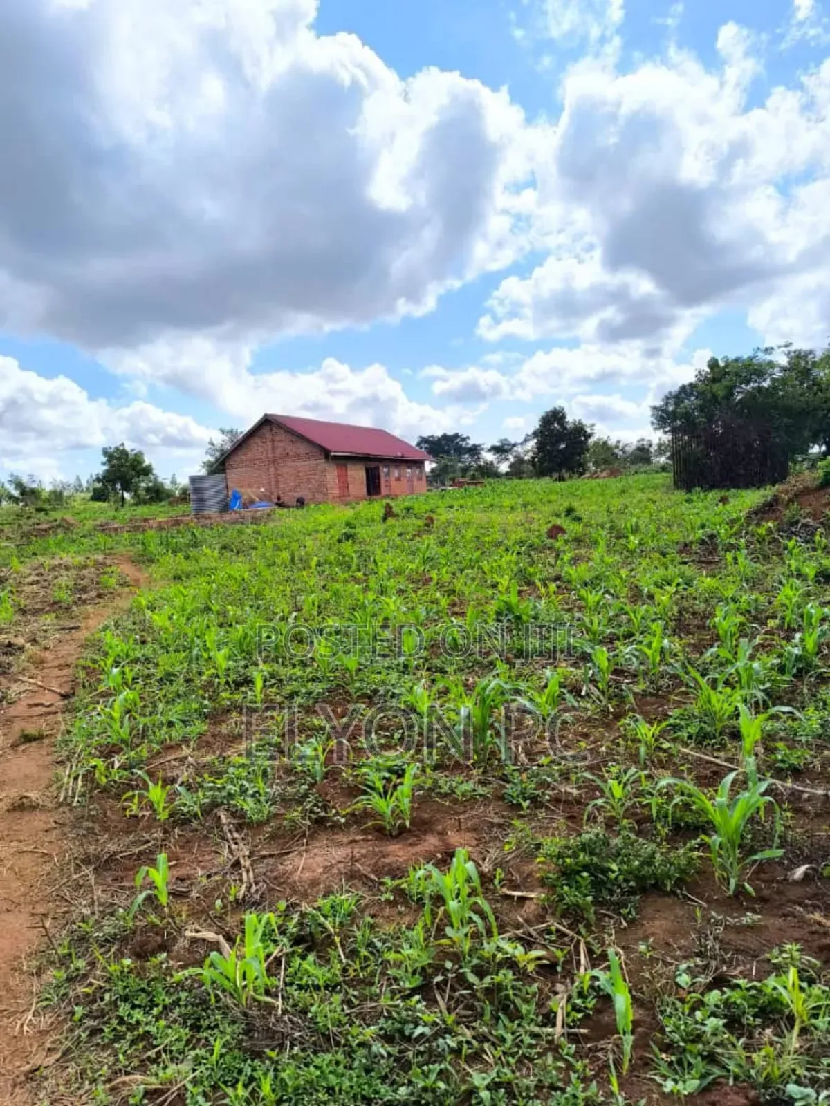 15 Acres Bujukko at 60m Each