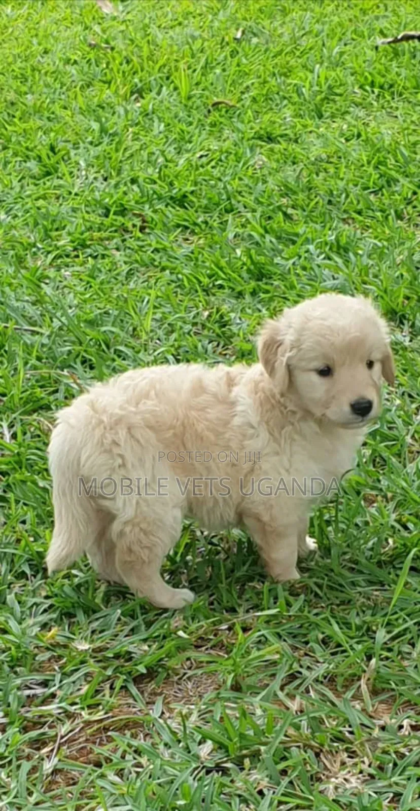 1-3 months Male Purebred Golden Retriever