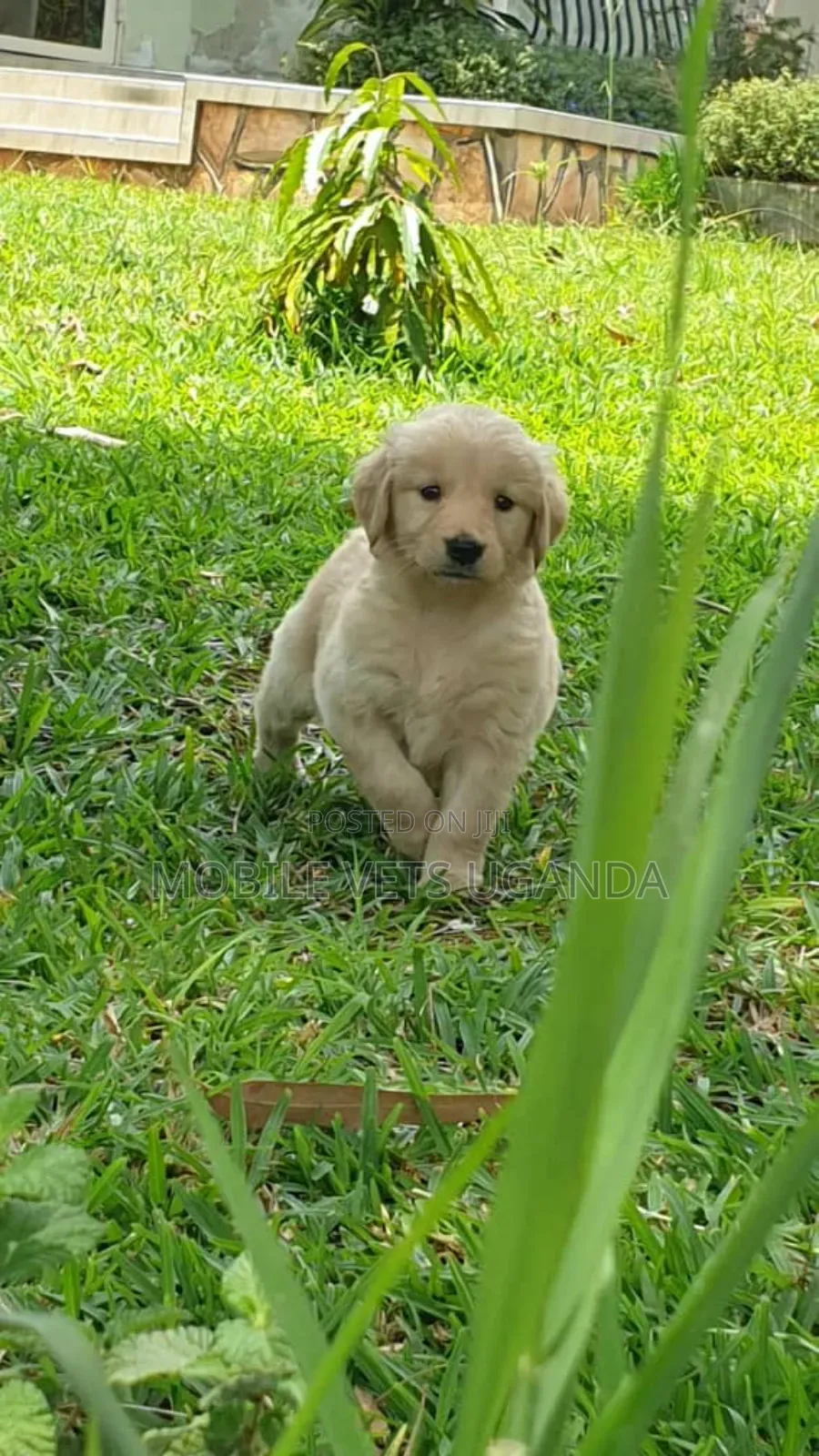 0-1 month Female Purebred Golden Retriever