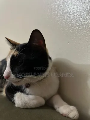 6-12 months Female Purebred American Bobtail