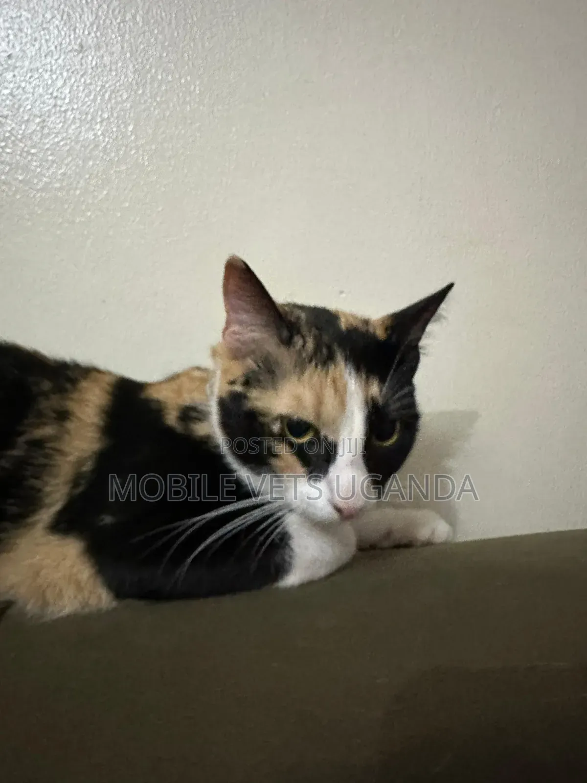 6-12 months Female Purebred Scottish Fold