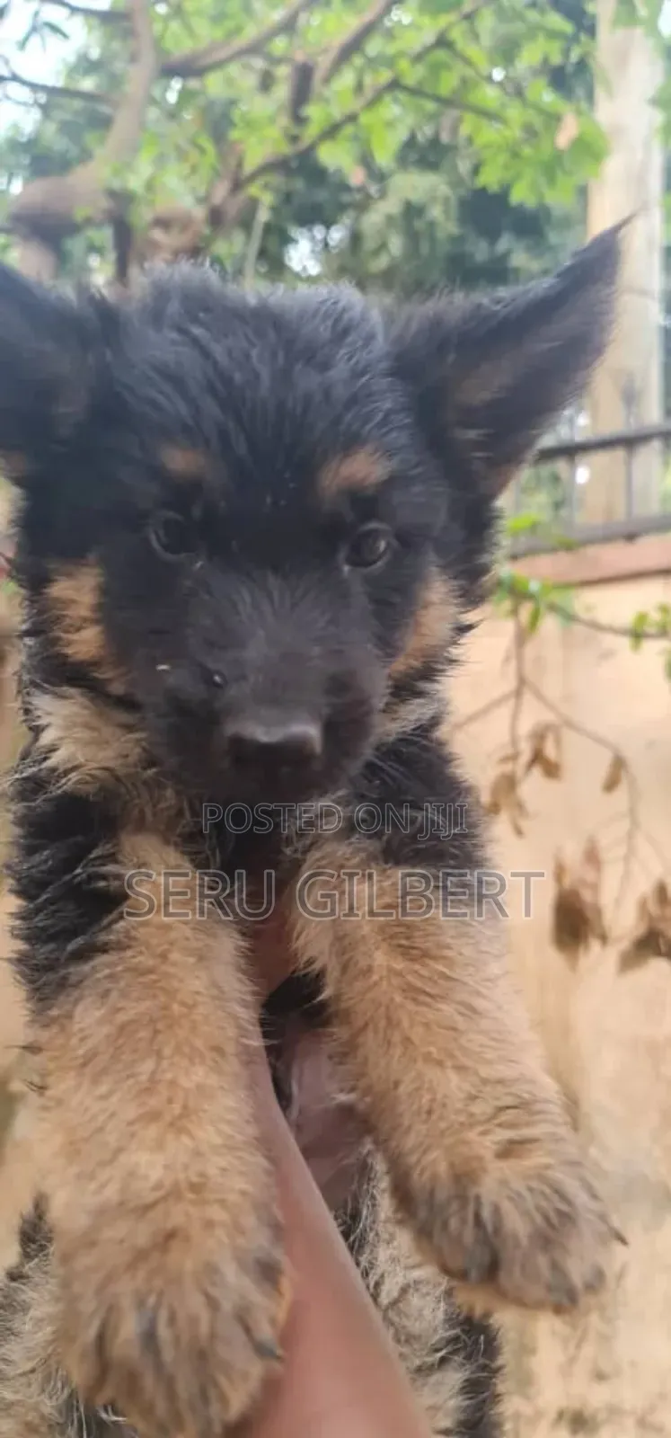 1-3 months Male Purebred German Shepherd