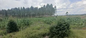 40acres on Sale in Busika