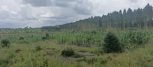 40acres on Sale in Busika