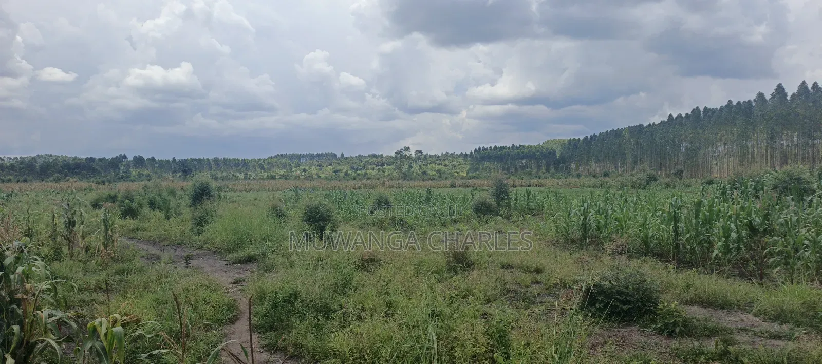 40acres on Sale in Busika
