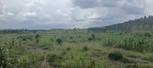 40acres on Sale in Busika
