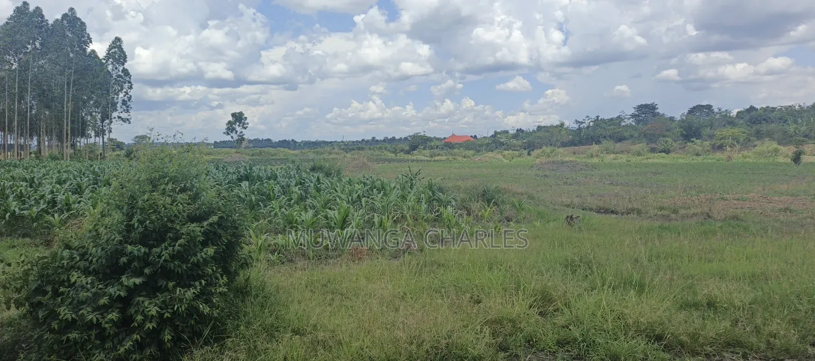 40acres on Sale in Busika