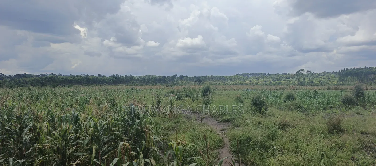 40acres on Sale in Busika