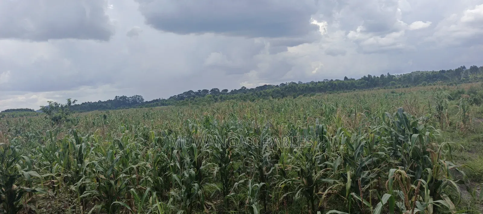 40acres on Sale in Busika