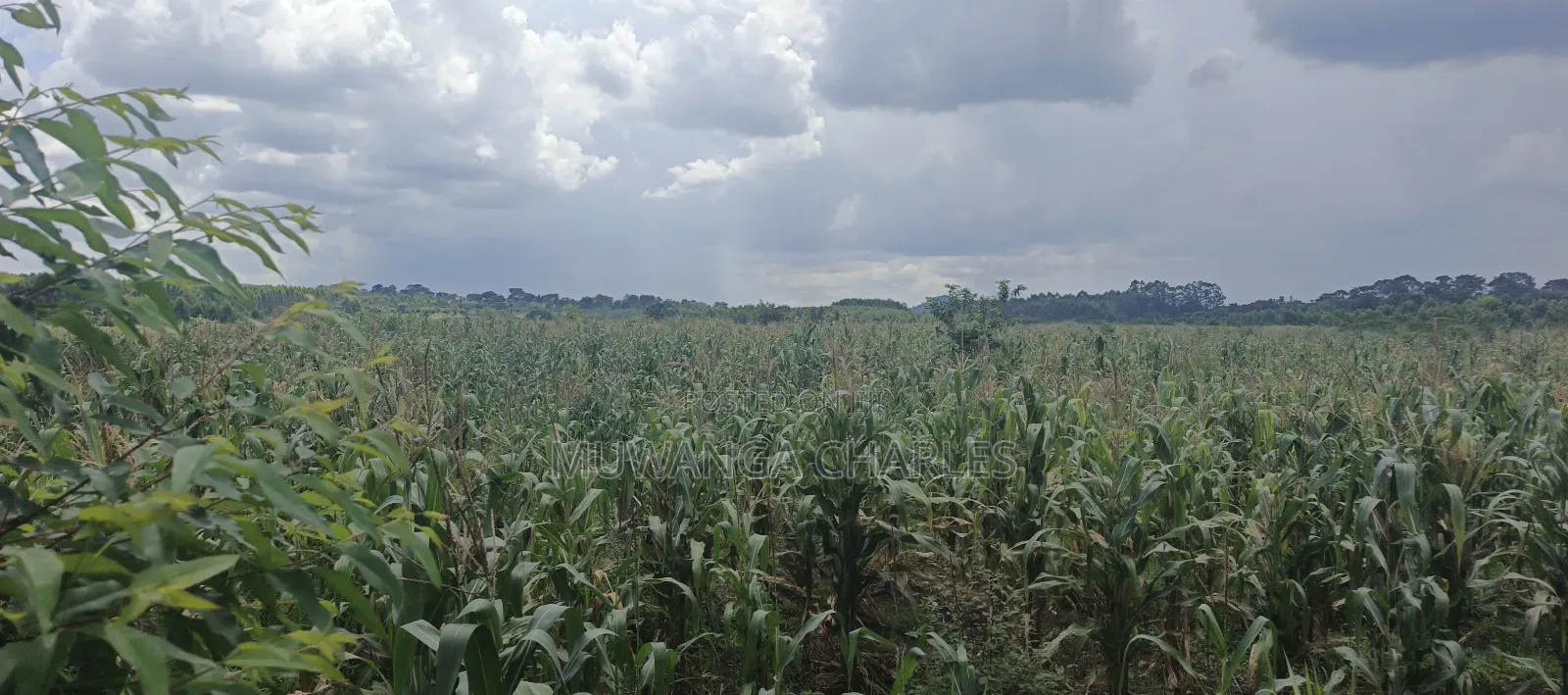 40acres on Sale in Busika