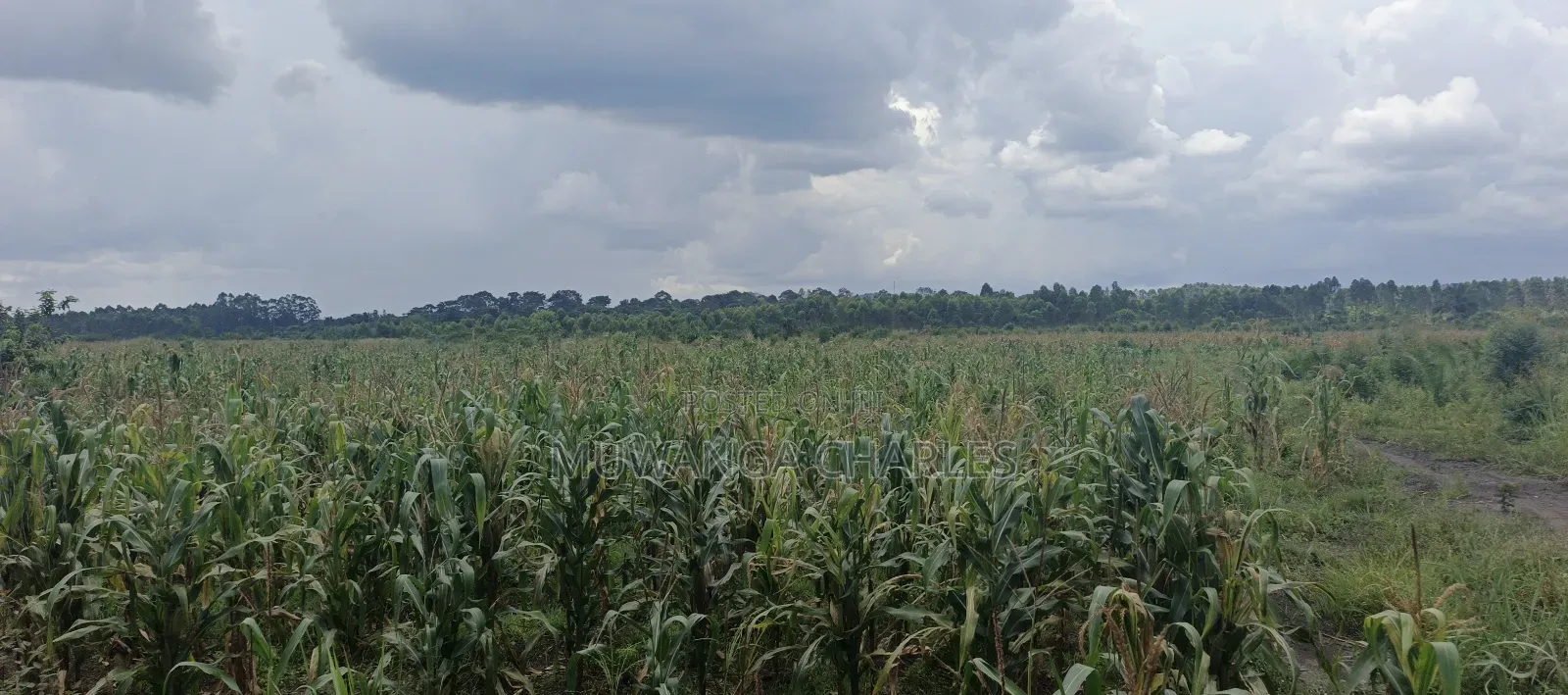 40acres on Sale in Busika