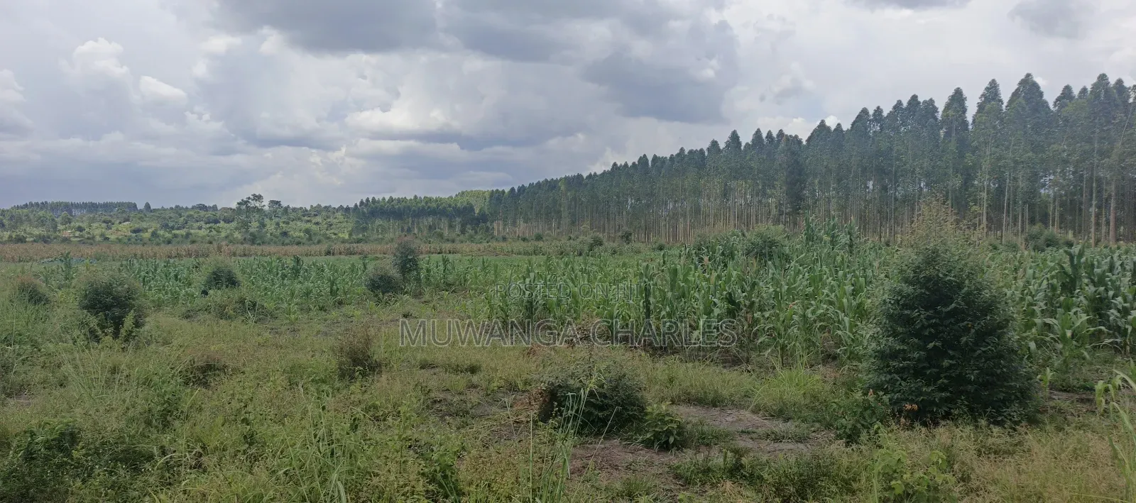 40acres on Sale in Busika