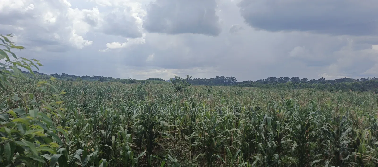 40acres on Sale in Busika