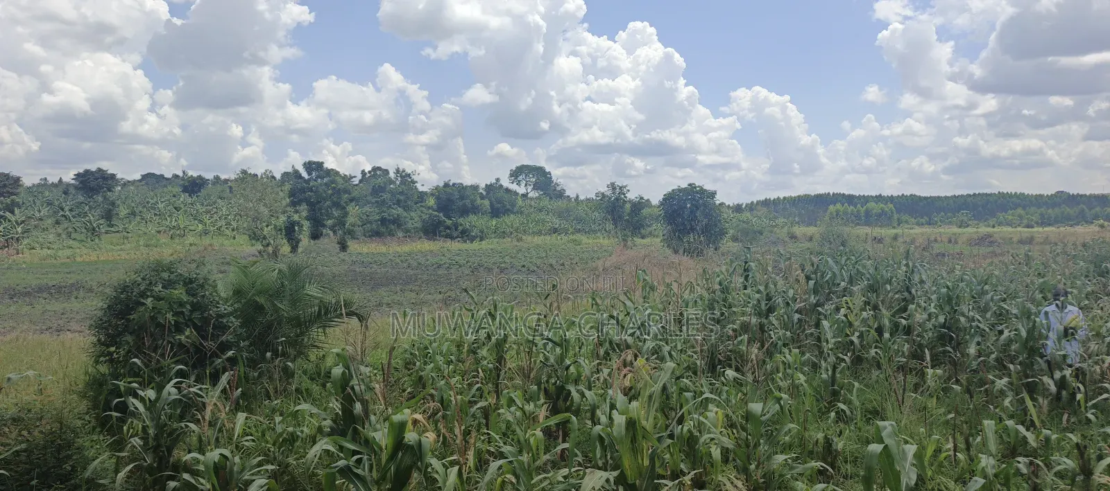 40acres on Sale in Busika