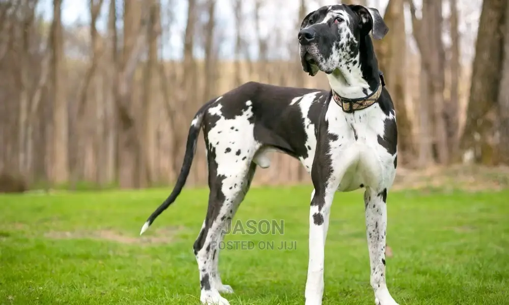 Baby Male Purebred Great Dane