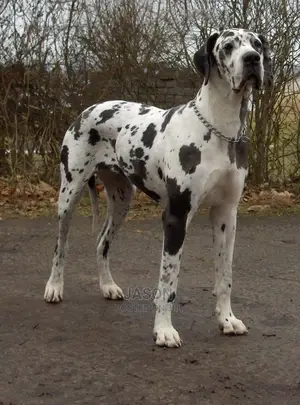 Baby Male Purebred Great Dane