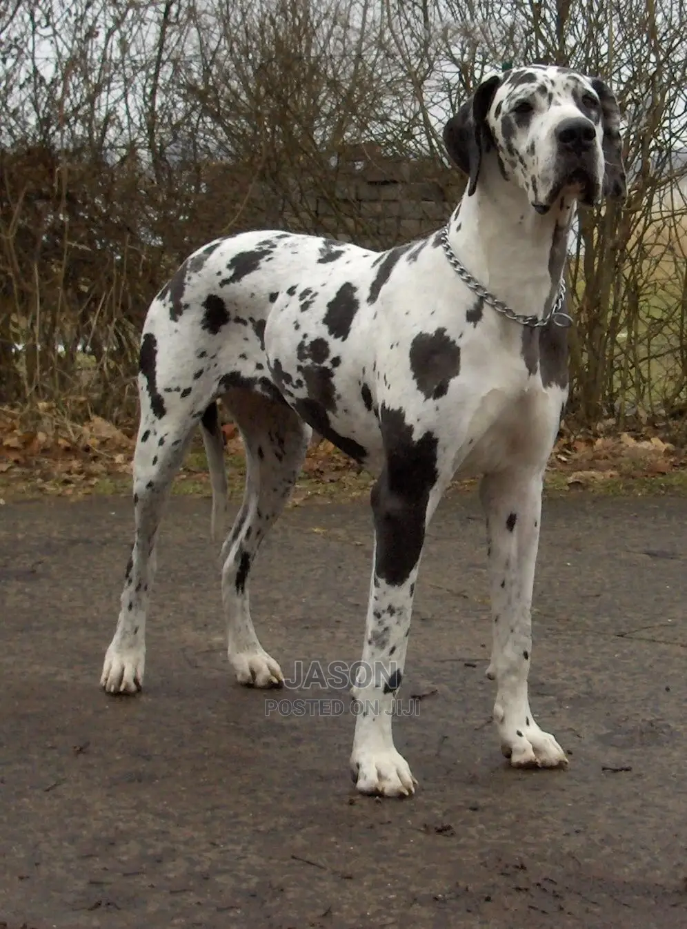 Baby Male Purebred Great Dane