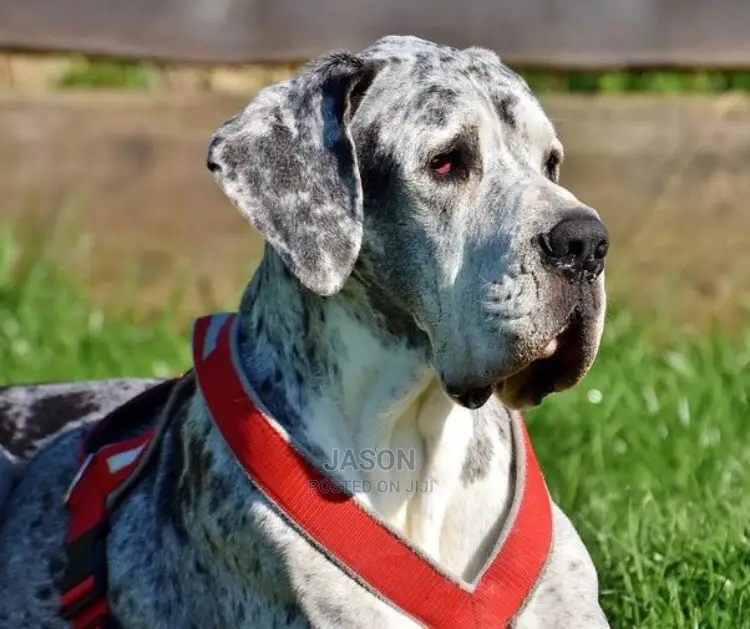 Baby Male Purebred Great Dane