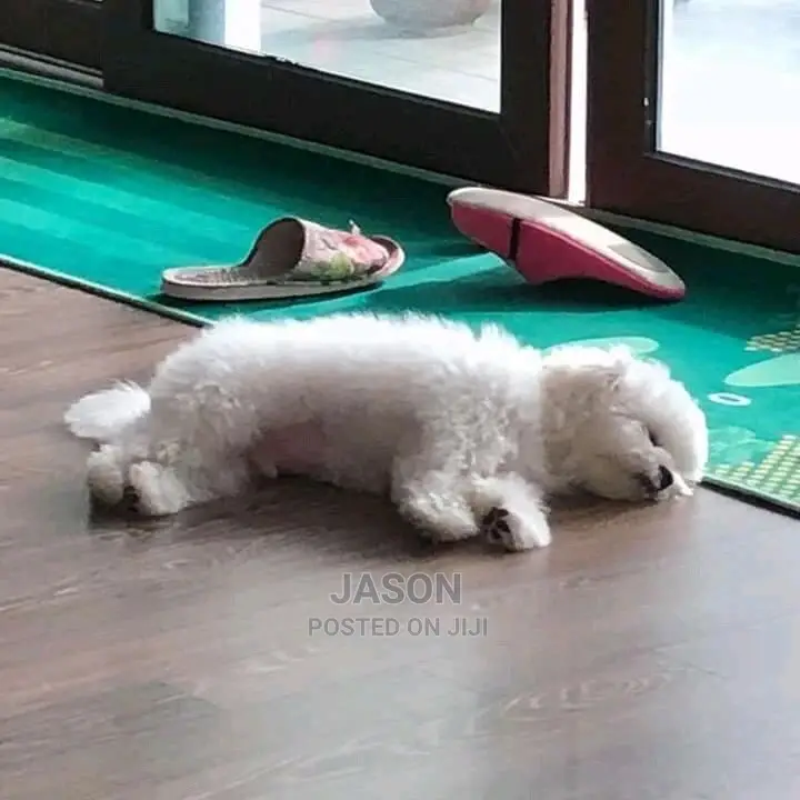 Young Male Purebred Maltese