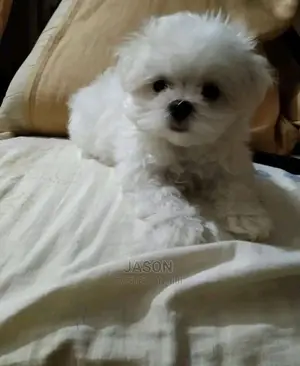 Young Male Purebred Maltese