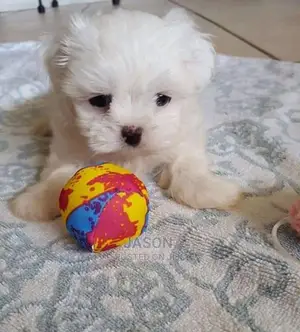 Young Male Purebred Maltese