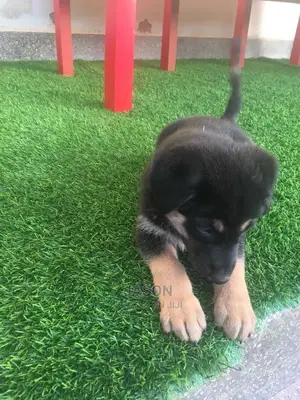 Young Female Mixed Breed German Shepherd