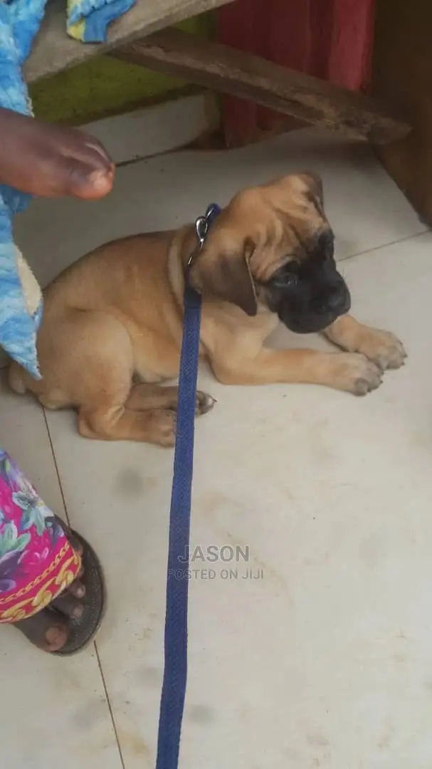 Young Male Purebred Boerboel