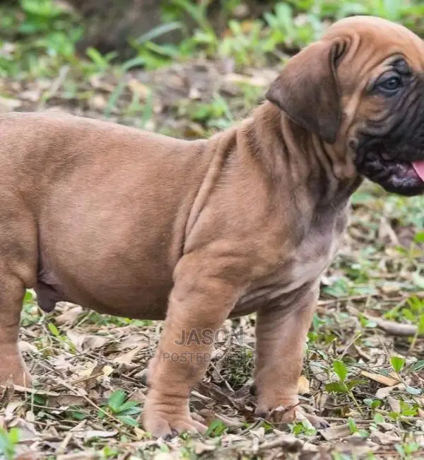 Young Male Purebred Boerboel