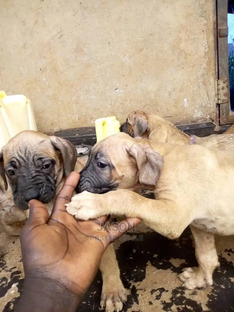 Young Male Purebred Boerboel
