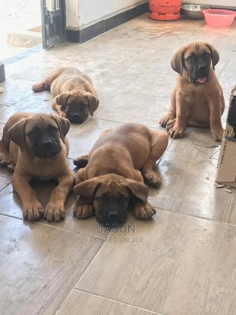 Young Male Purebred Boerboel
