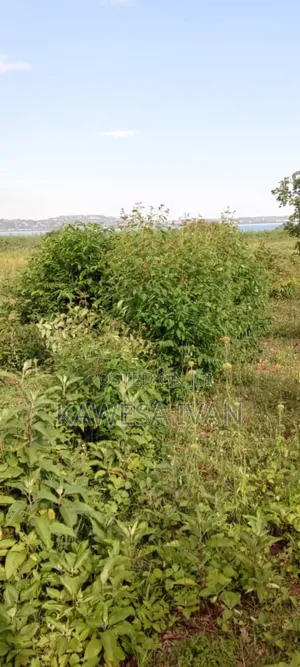 3.5 Acres Touching Lake Shores on Sale Buwaya