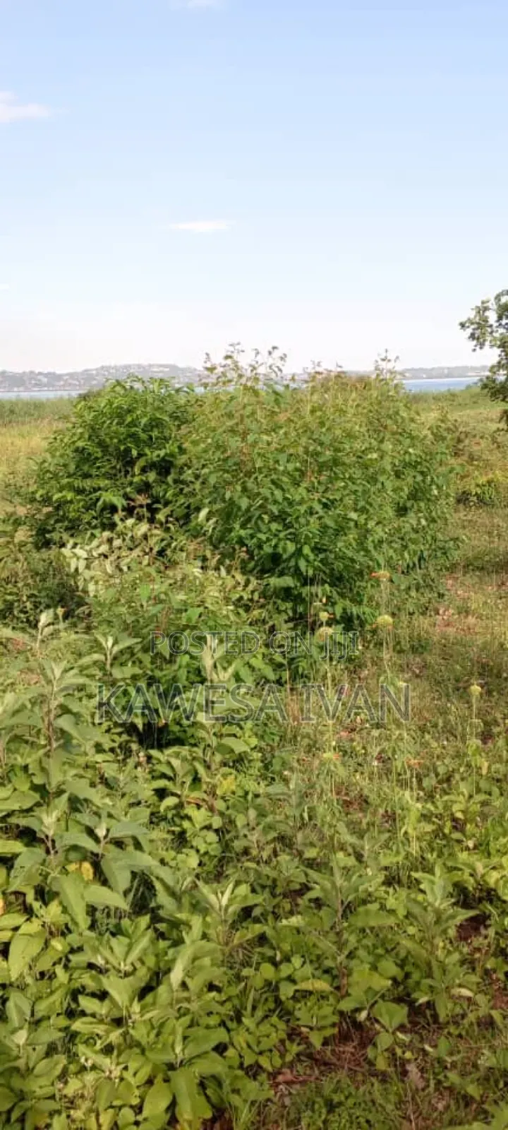 3.5 Acres Touching Lake Shores on Sale Buwaya