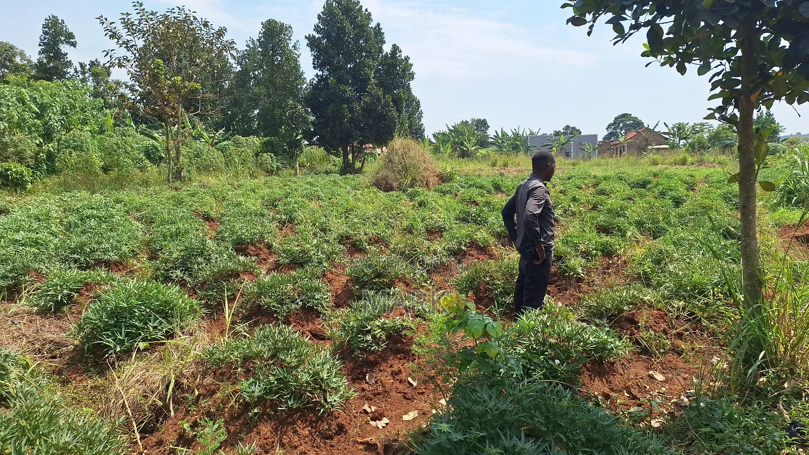 Land at Wanjeyo-Walusubi, Namawojjolo-Mukono Reduced