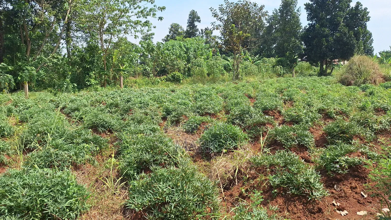 Land at Wanjeyo-Walusubi, Namawojjolo-Mukono Reduced