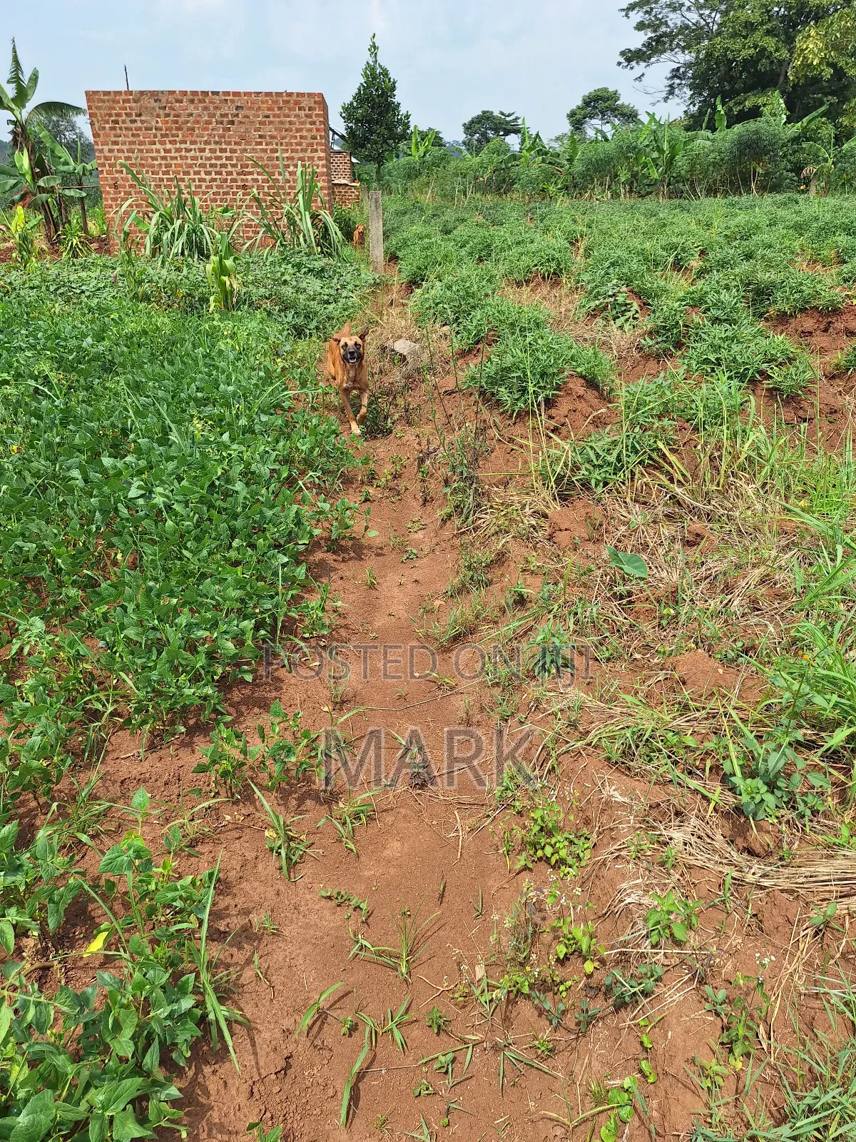 Land at Wanjeyo-Walusubi, Namawojjolo-Mukono Reduced