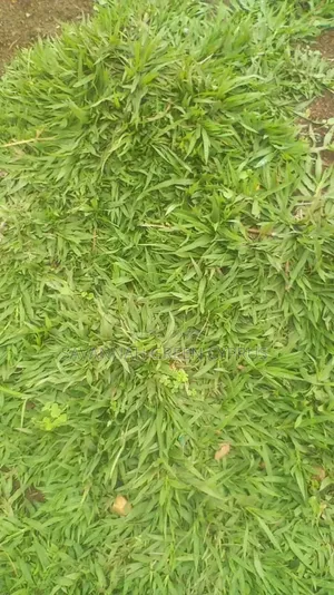 Compound Grass