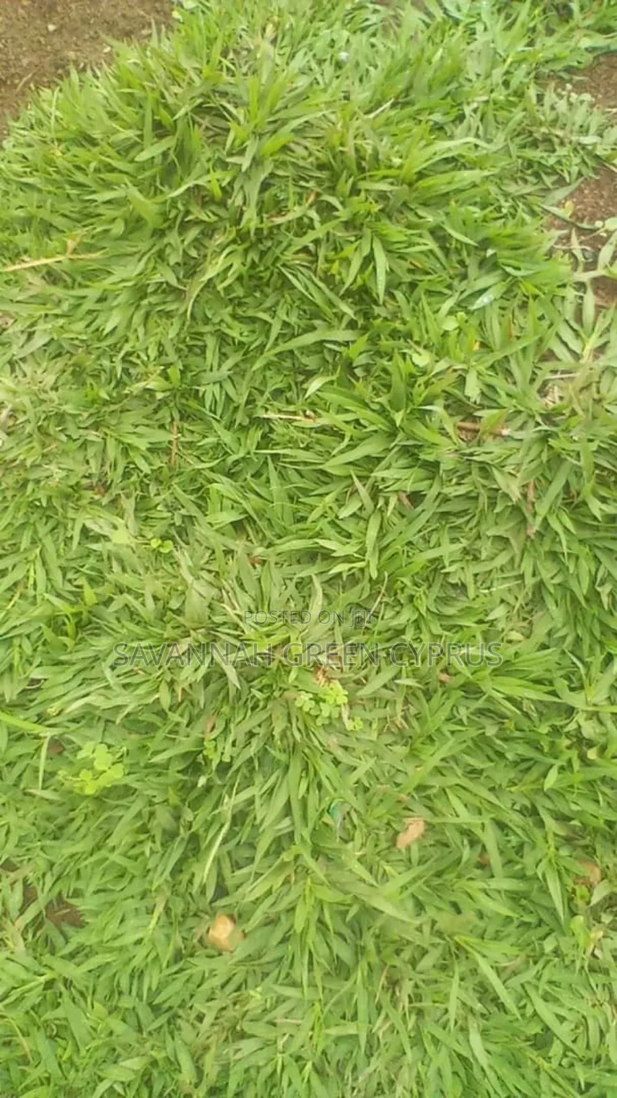 Compound Grass