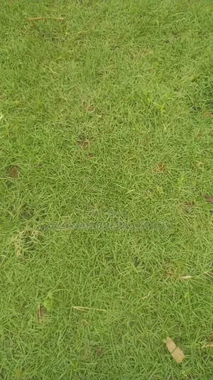 Compound Grass