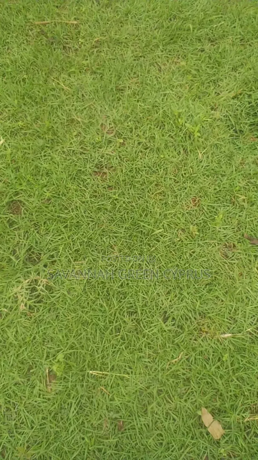 Compound Grass