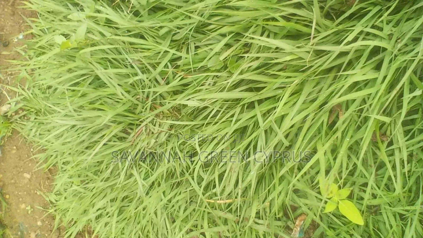 Compound Grass